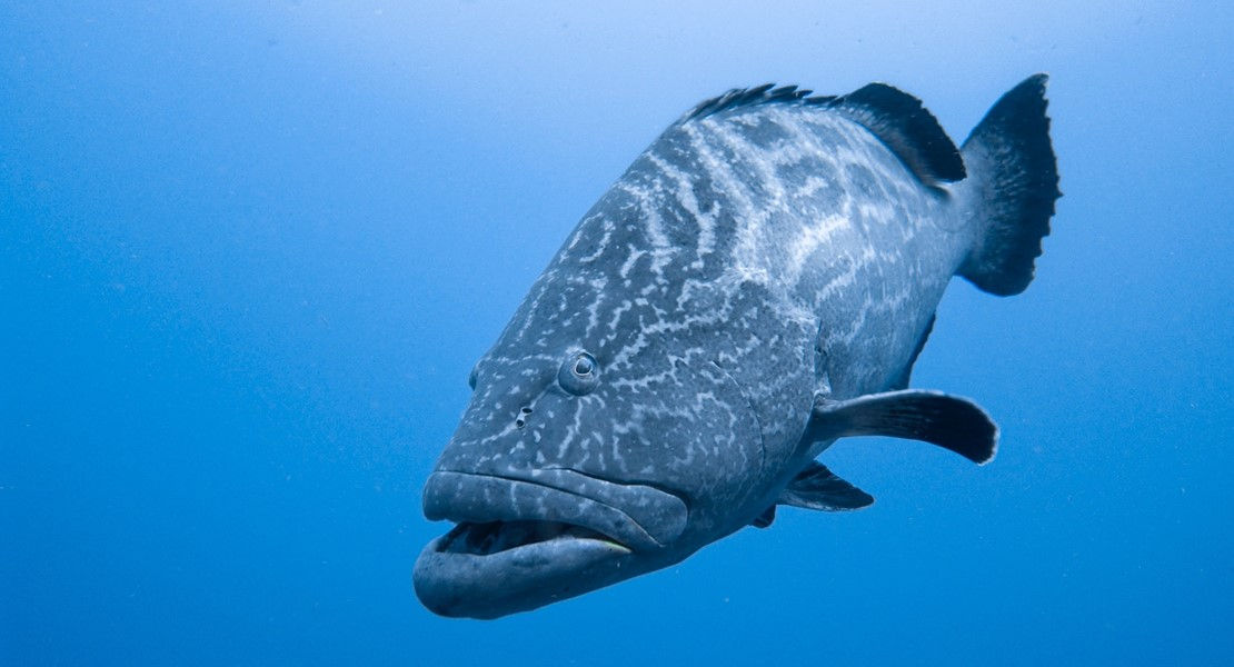 Grouper